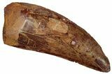 Serrated, Carcharodontosaurus Tooth - Real Dinosaur Tooth #242588-1